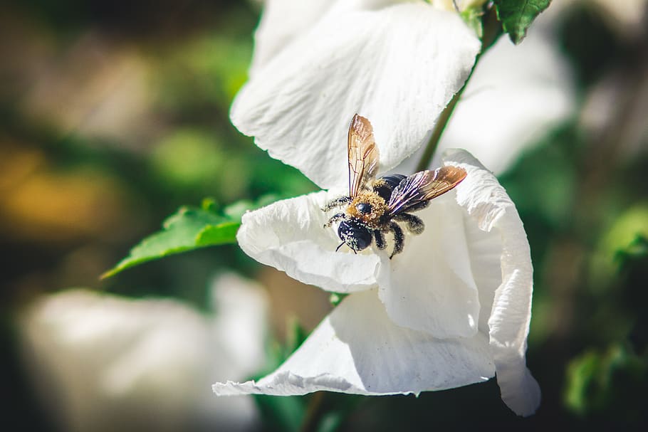 Bee on White Flower, bumblebee, insect, nature, plant, pollen HD wallpaper