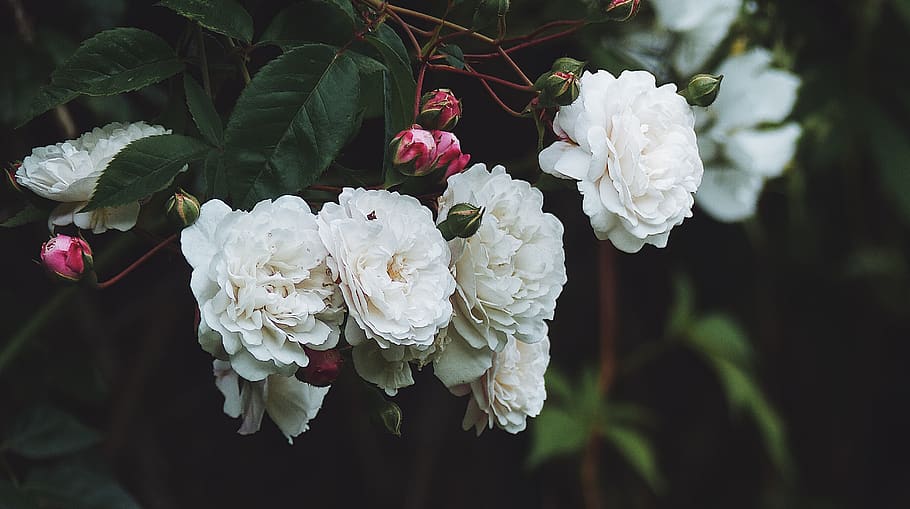 white petaled flower, flowering plant, beauty in nature, fragility HD wallpaper