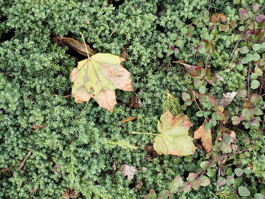 Fall Leaves, Macro, Nature, brown, green, leaf, plant part, green color HD wallpaper