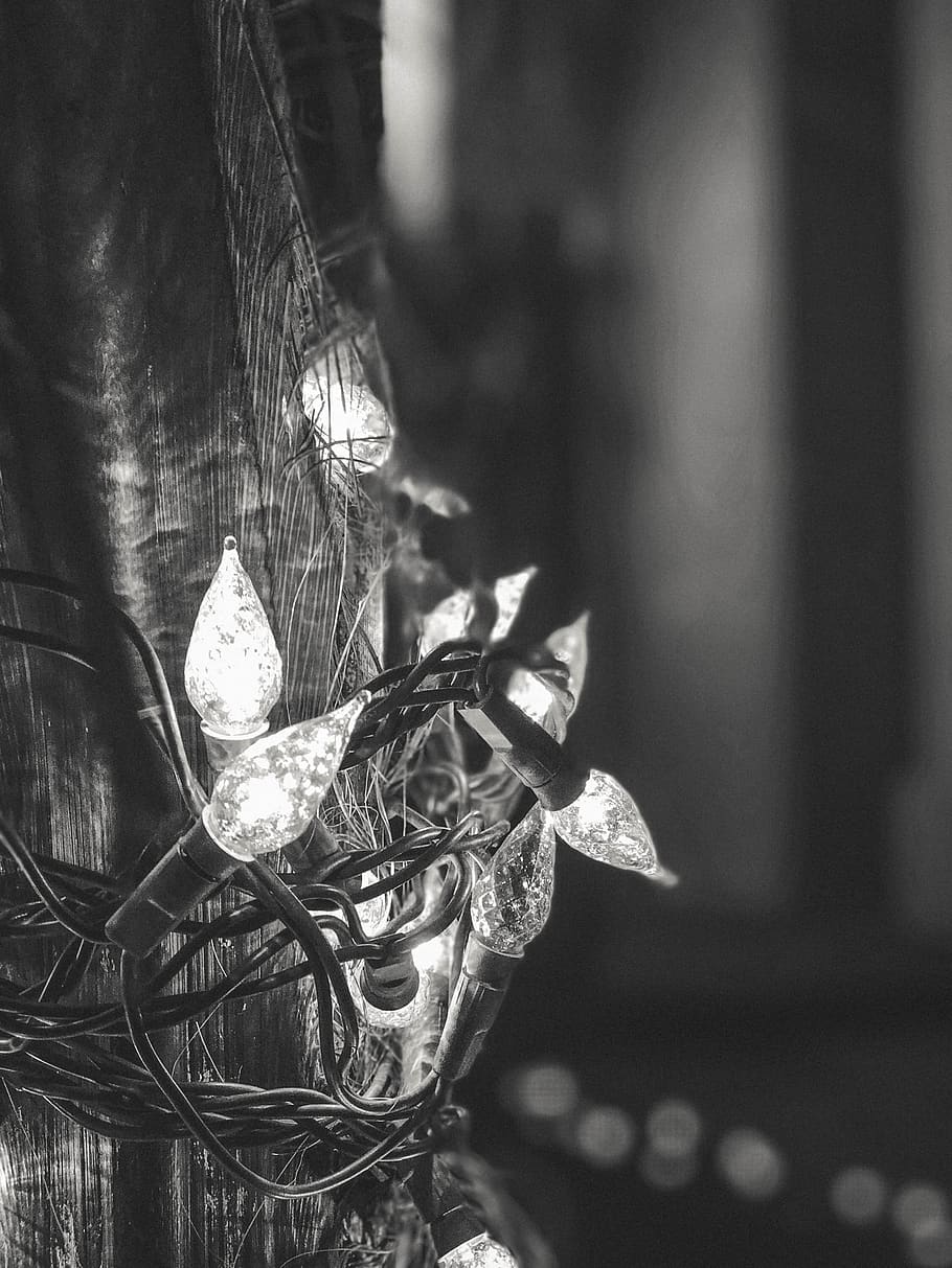 trees, lights, contrast, bulbs, plants, black and white, holidays HD wallpaper