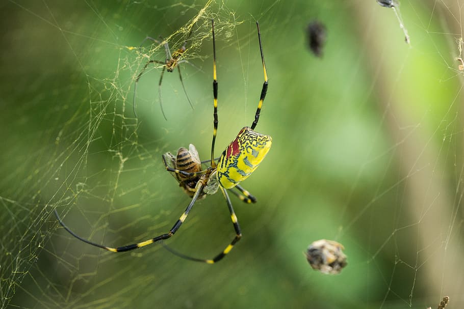 spider, spider web, macro, nature, trap, predator, invertebrate HD wallpaper