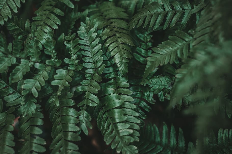 green-leafed plant, fern, farne, urban jungle, plants, botanical, HD wallpaper