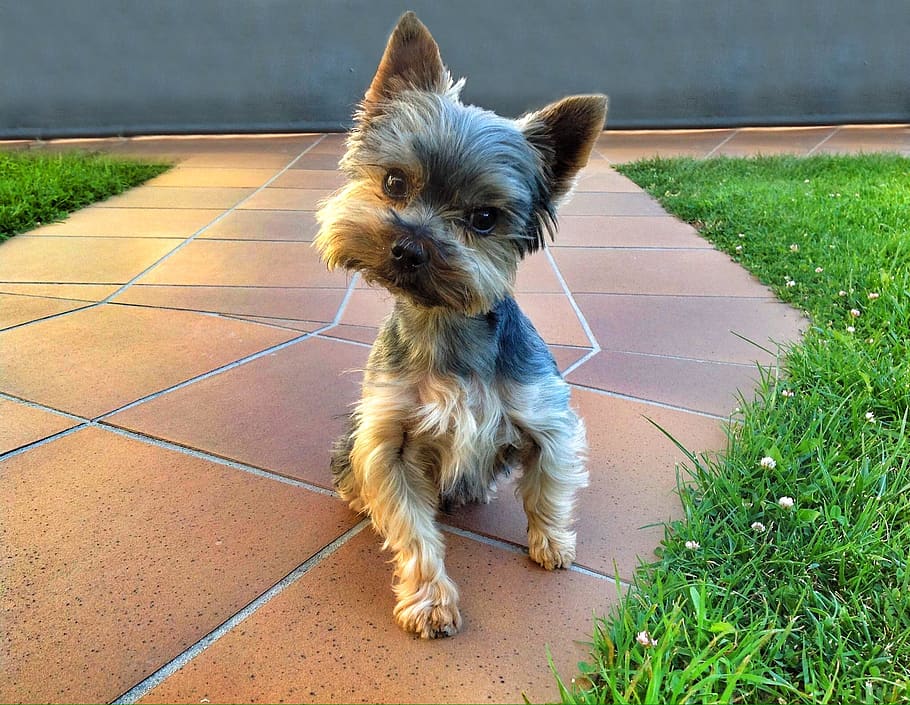 spain, león, dog, one animal, pets, domestic, canine, mammal HD wallpaper