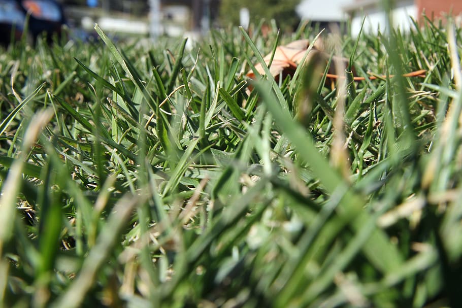 green color, growth, plant, selective focus, nature, day, close-up HD wallpaper