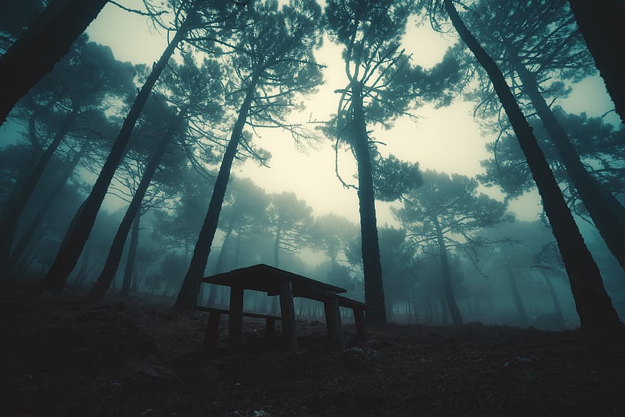 fog, forest, trees, landscape, mystic, mysterious, romantic HD wallpaper