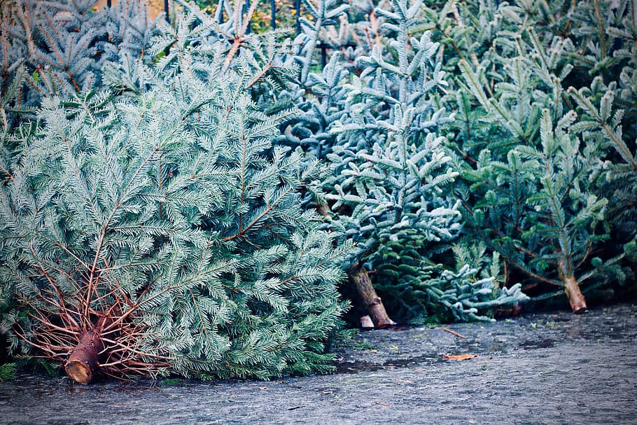 christmas tree, plant, conifer, abies, fir, vegetation, bush HD wallpaper
