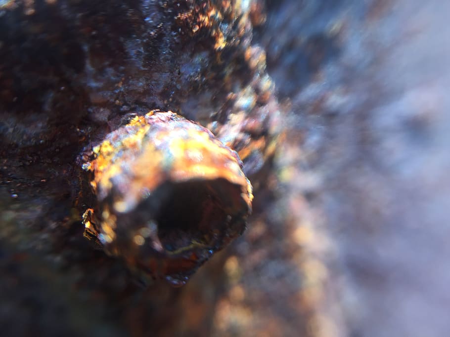 nederland, winkel, close up, rust, close-up, animal themes HD wallpaper
