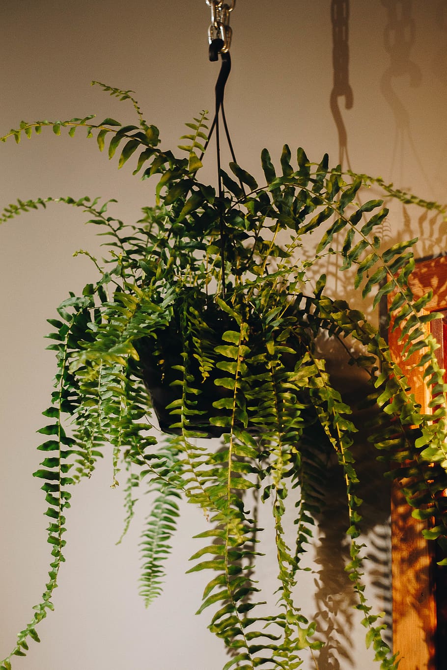 greenery, plant, growth, leaf, green color, plant part, nature HD wallpaper