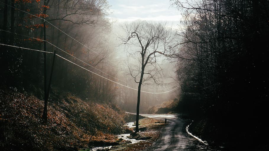 united states, great smoky mountains national park, power lines
