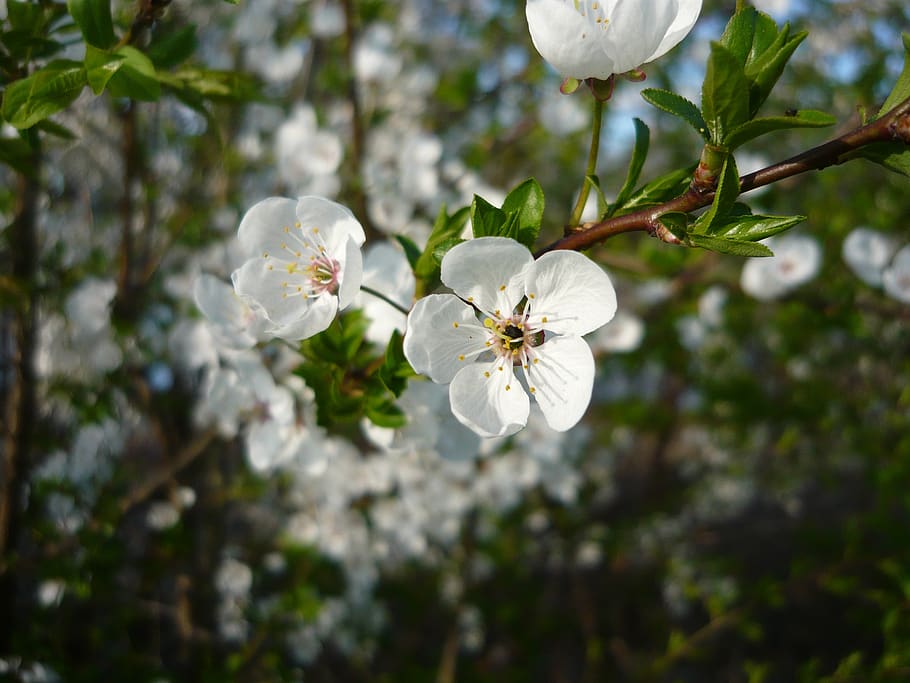 spring, flower, tree, beautifull, plant, flowering plant, beauty in nature, HD wallpaper