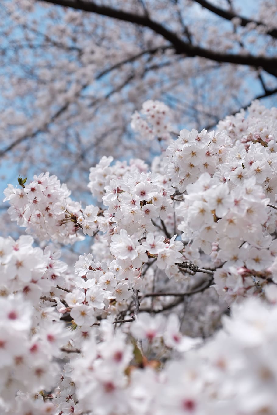 white blooming cherry blossom tree, flowering plant, fragility HD wallpaper