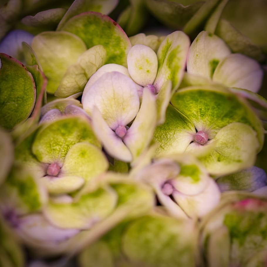 hydrangea, hydrangea flower, macro, close up, blossom, bloom HD wallpaper