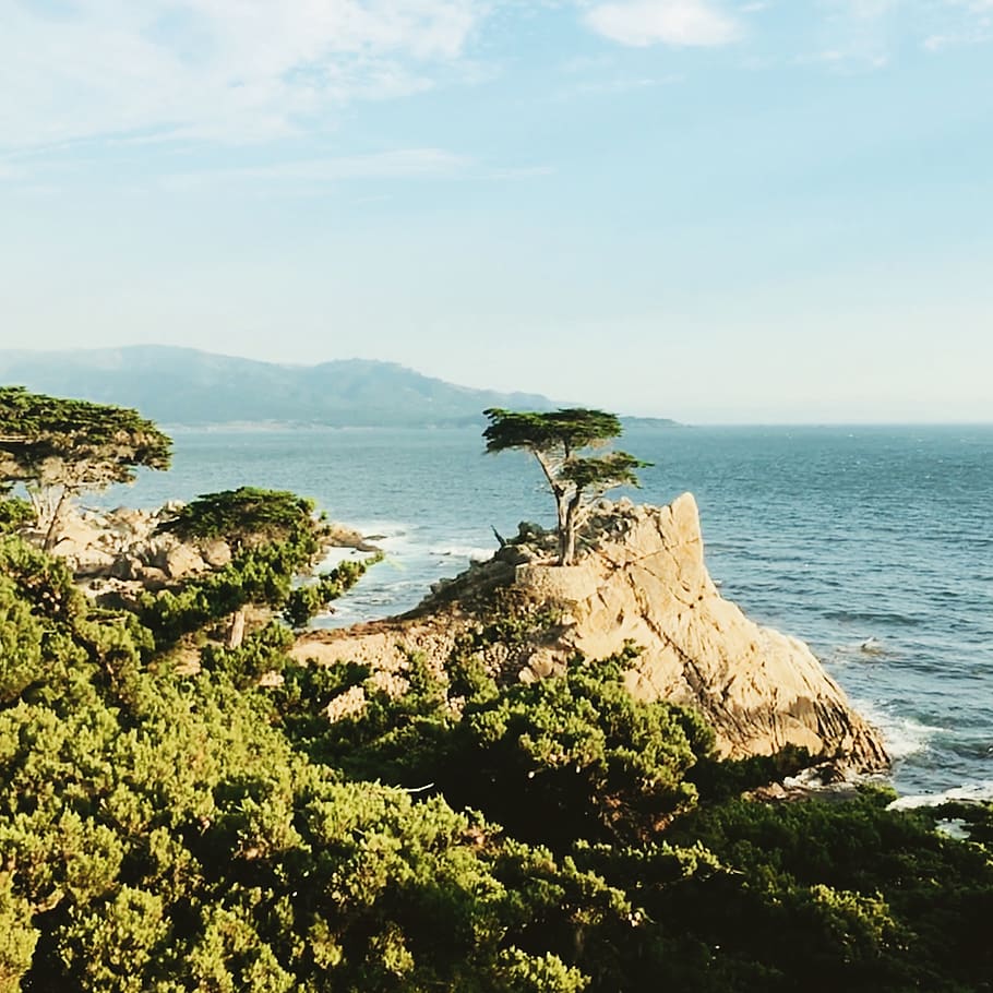 tree, beach, sea, water, cliff, rock, sky, beauty in nature HD wallpaper