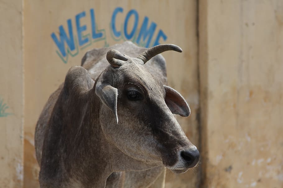 gray cow, cattle, mammal, animal, india, goat, the welcome of the holy cow to india HD wallpaper