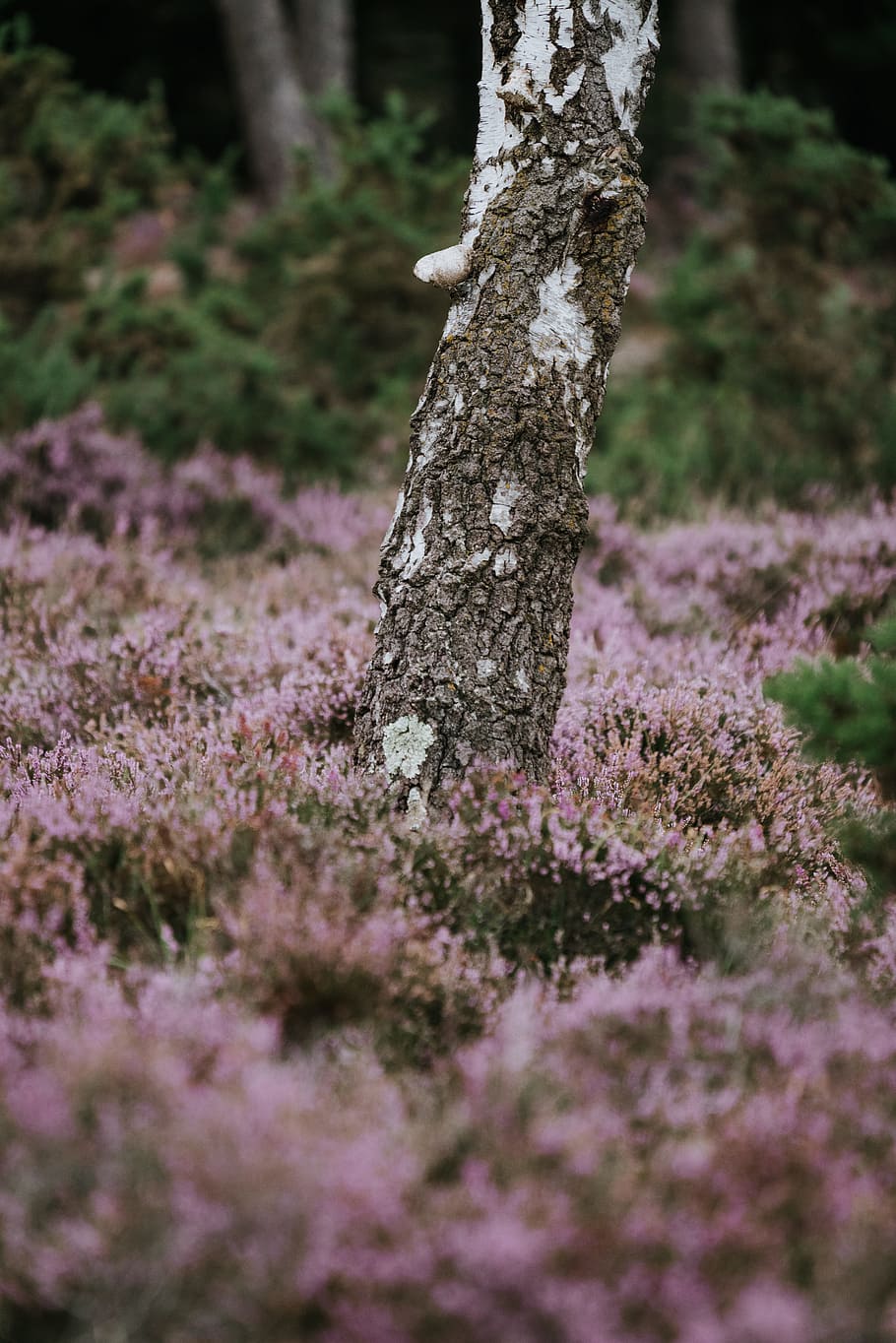 close-up photo of gray and white tree trunk surrounded with flowers HD wallpaper