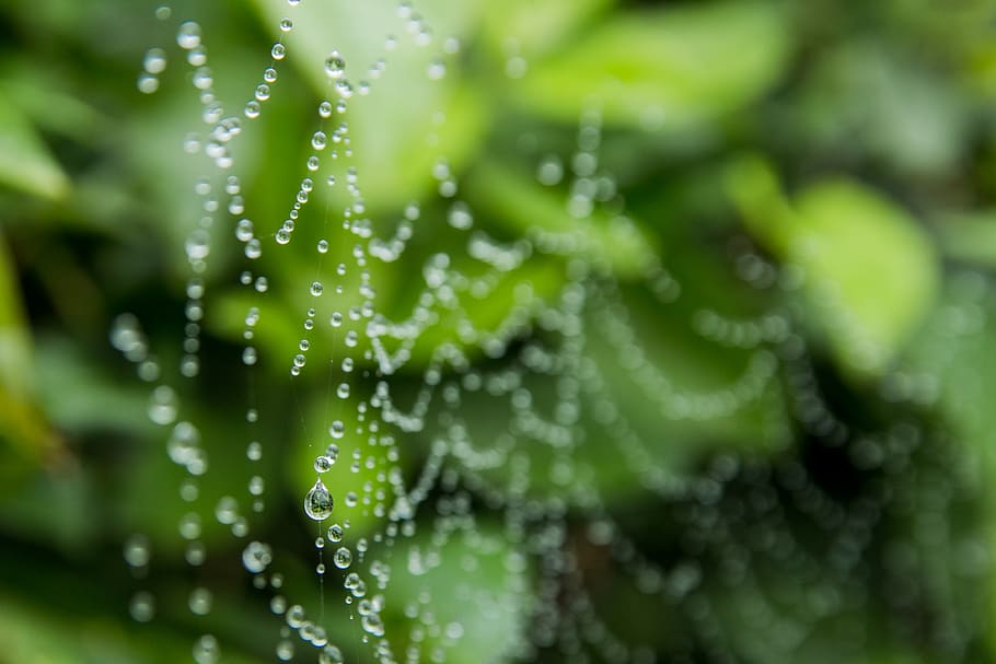 Closeup Photo of Spiderweb With Rain Drops, blurred background HD wallpaper