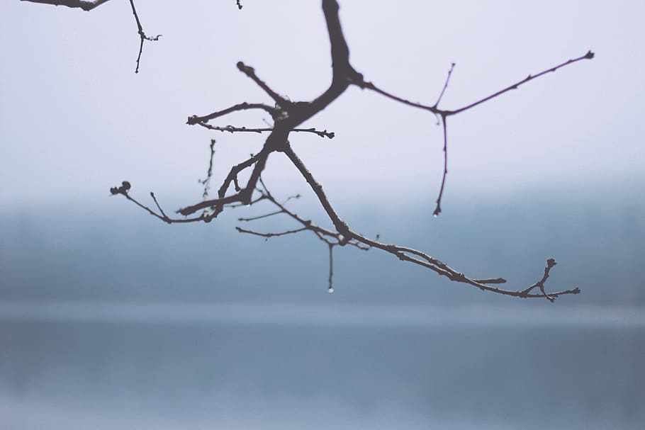 tree, plants, wood, fire, stem, branch, nature, bare tree, no people HD wallpaper