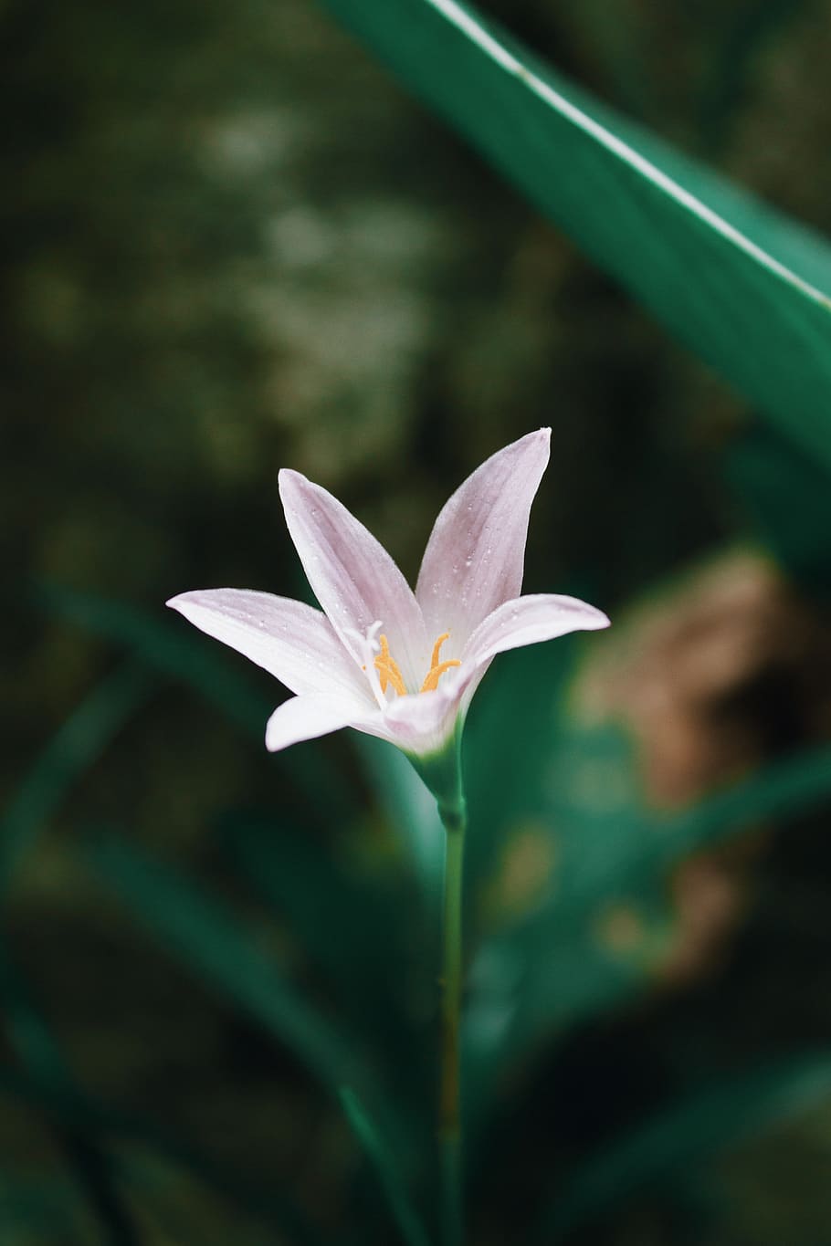plant, flower, flowering plant, beauty in nature, vulnerability HD wallpaper