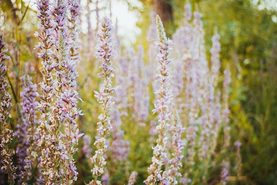 pink petaled flowers, flowering plant, beauty in nature, vulnerability HD wallpaper