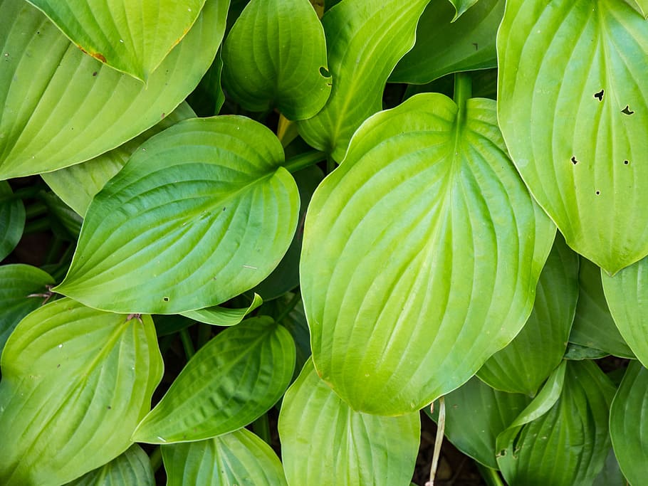 Green Leaves, Macro, Nature, Textures, black, plant, leaf, green color HD wallpaper