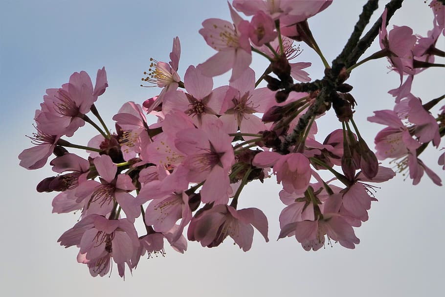 blossom, bloom, cherry blossom, spring, pink, nature, branch HD wallpaper