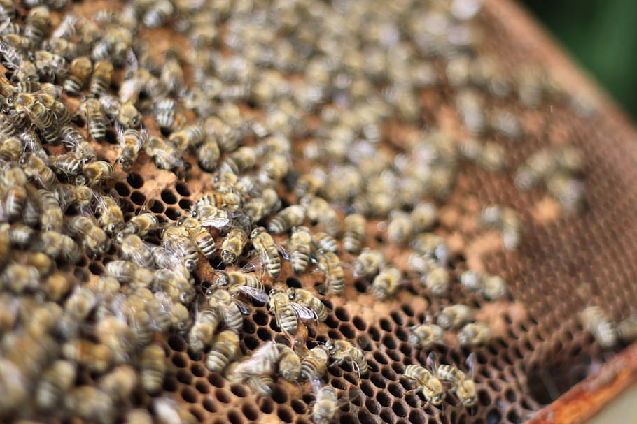 austria, bees, comb, honey, insects, nature, honeycomb, selective focus HD wallpaper