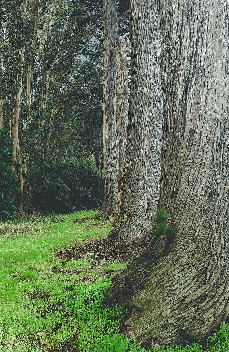 trees, sf, plant, trunk, tree trunk, growth, tranquility, land HD wallpaper