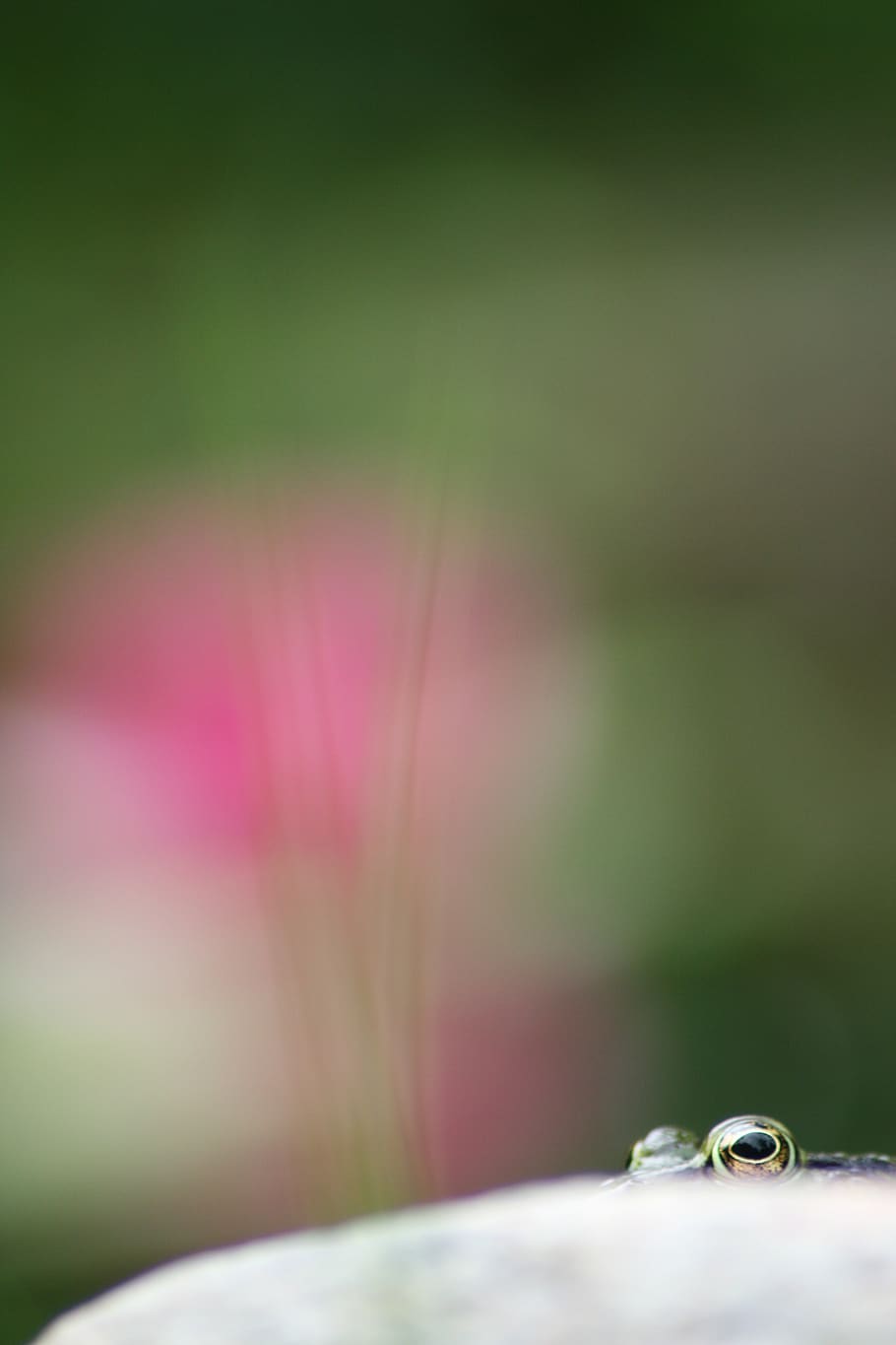 nature, wildlife, frog, selective focus, no people, close-up HD wallpaper
