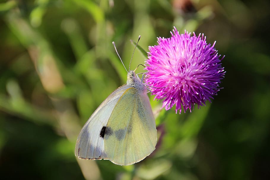 butterfly, cabbage white, bug, thistle, summer, flower, flowering plant HD wallpaper