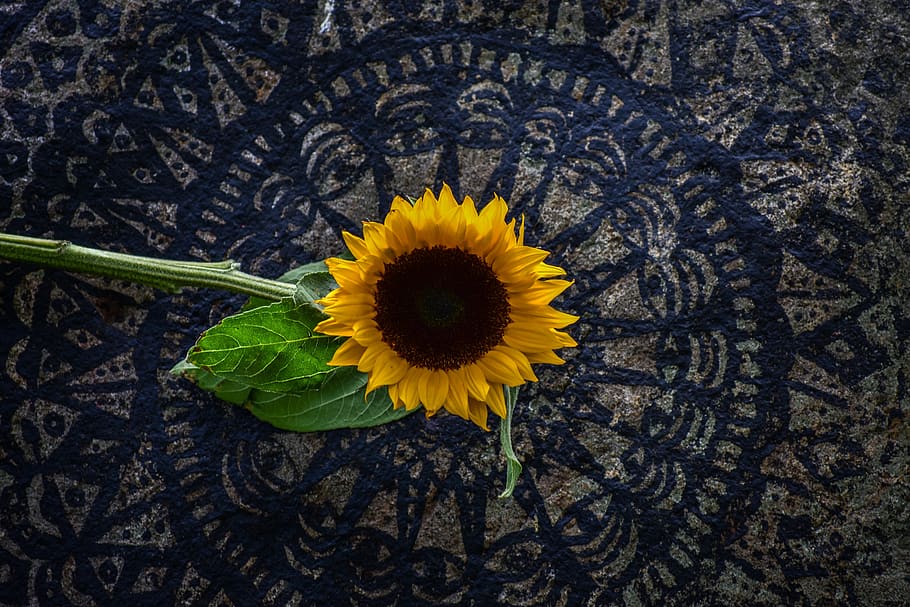 sunflower, plain, landscape, grass, nature, flowering plant HD wallpaper
