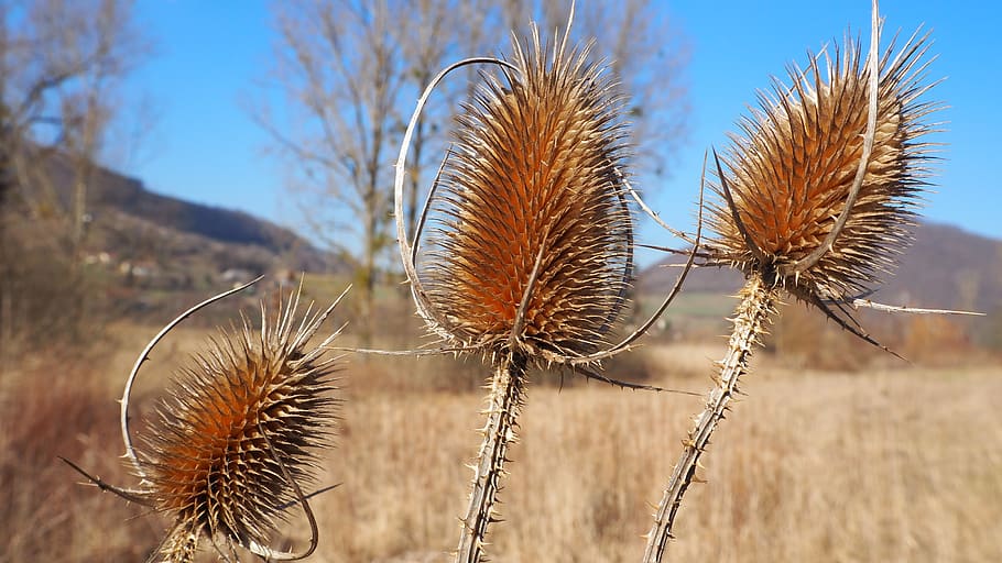 france, chirens, plant, focus on foreground, nature, growth HD wallpaper