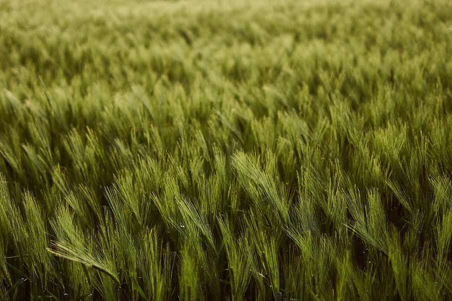 wheat field, cereals, cultivation, agriculture, grain, landscape HD wallpaper