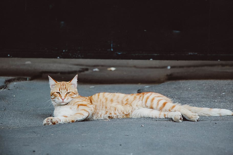 orange tabby cat, animal, pet, mammal, russia, moscow, adorable HD wallpaper