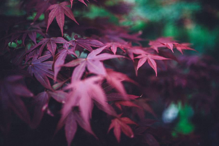 Red Plant Leaf, nature, close-up, plant part, beauty in nature HD wallpaper