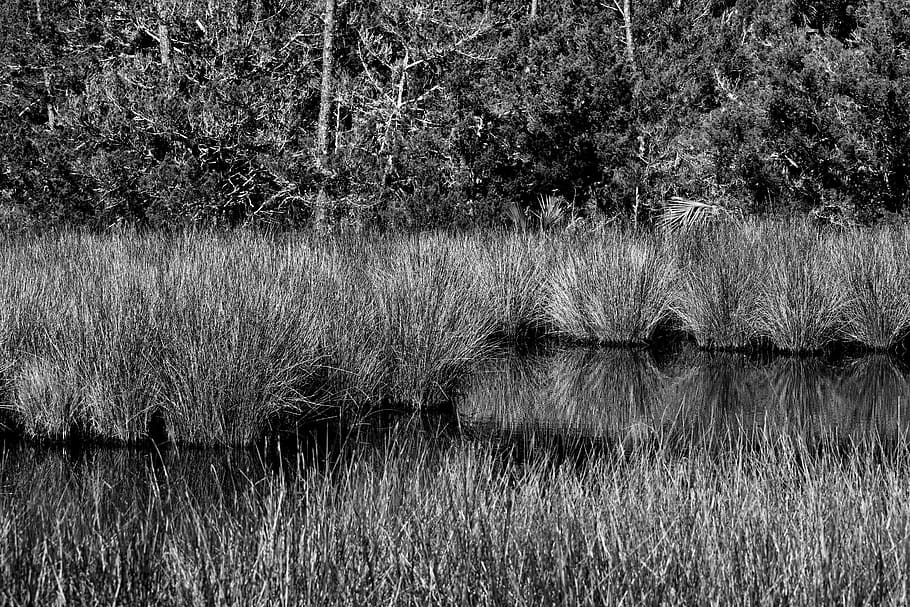marshland, swamp, environment, landscape, nature, swamp grass HD wallpaper
