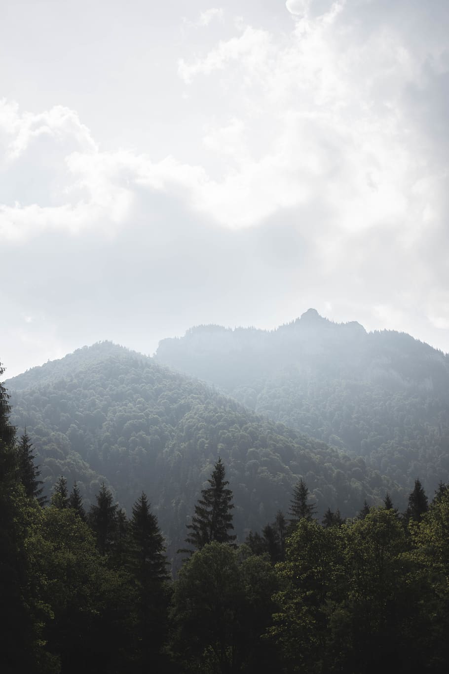 Photo of Pine Trees Near the Mountain, clouds, dawn, daylight HD wallpaper