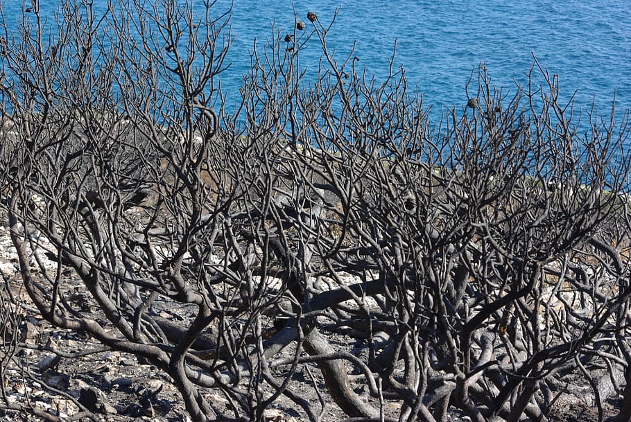 desolation, fire, shrub, vegetation, ash, cove, marseille, tree HD wallpaper