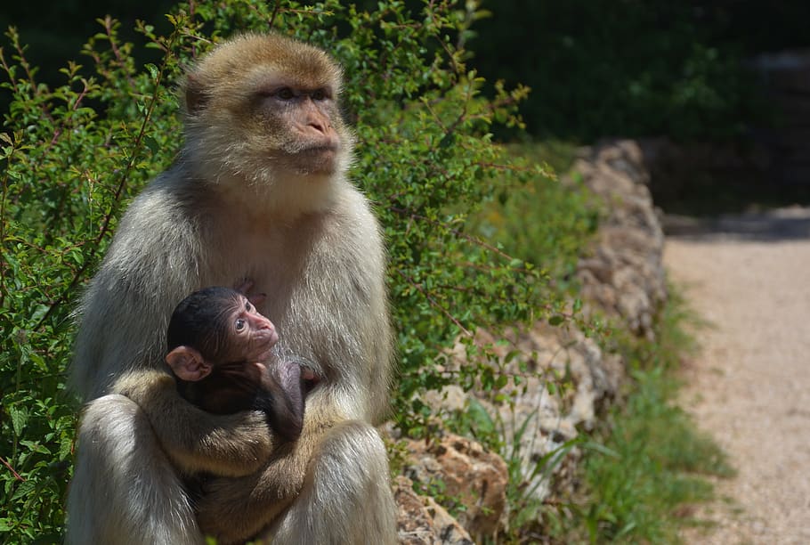 waiting, monkey, primate, ape, mother and son, animals, animals in the wild HD wallpaper