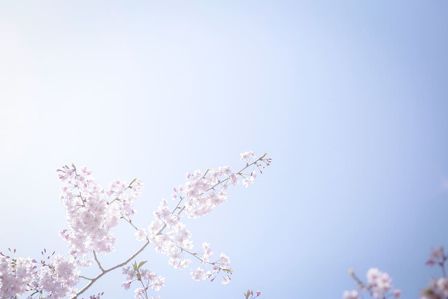pink flowers, flowering plant, freshness, fragility, beauty in nature HD wallpaper