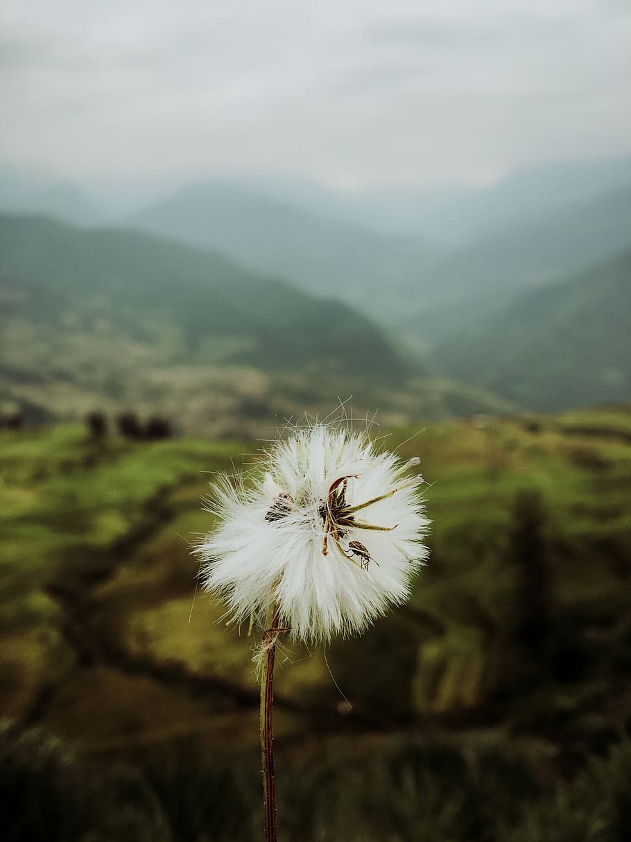 dandelion, flower, beauty in nature, plant, flowering plant HD wallpaper