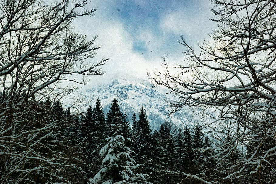 Close Up Photo of Snow-coated Trees, branches, clouds, cold, daytime, HD wallpaper