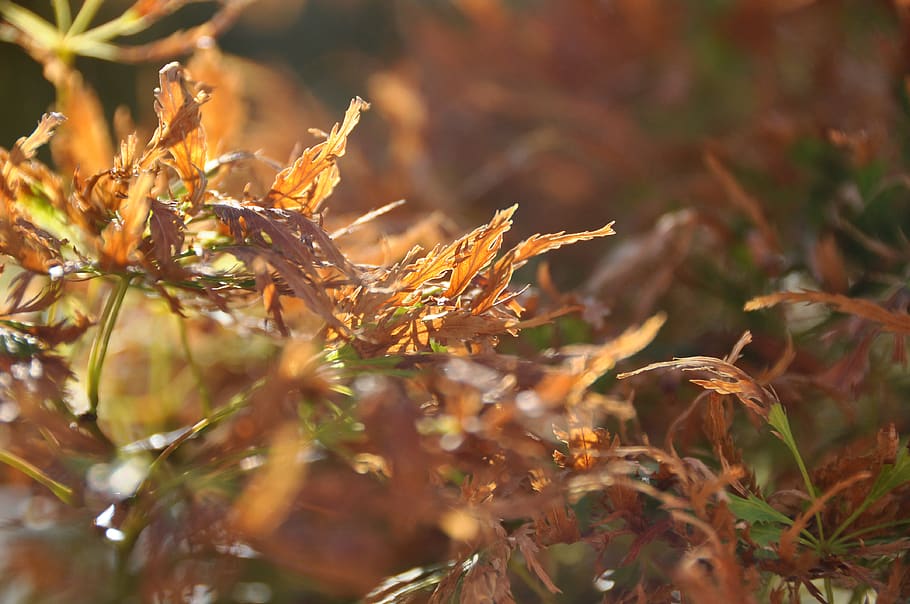 autumn, acer palmatum, japanese maple, japanese maple tree, HD wallpaper
