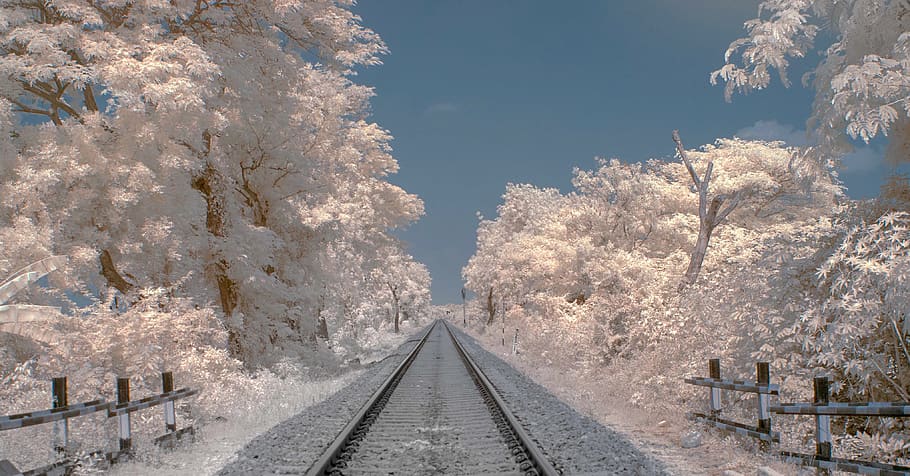 railway between white-leafed trees, the way forward, direction HD wallpaper