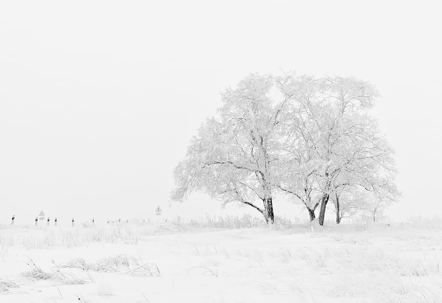 White and Black Tree Illustration, cold, sky, snow, trees, winter HD wallpaper