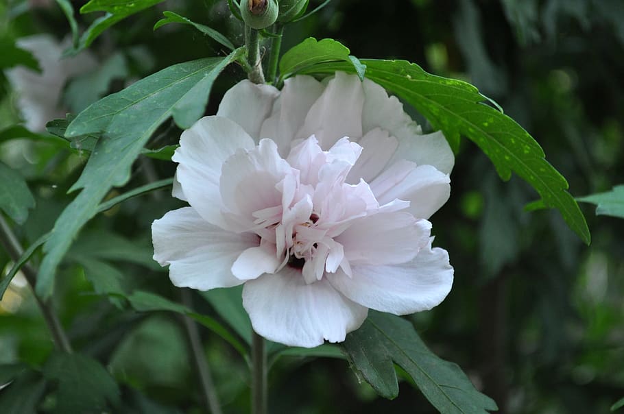 flower, blosson, greenery, nature, plant, flowering plant, beauty in nature HD wallpaper