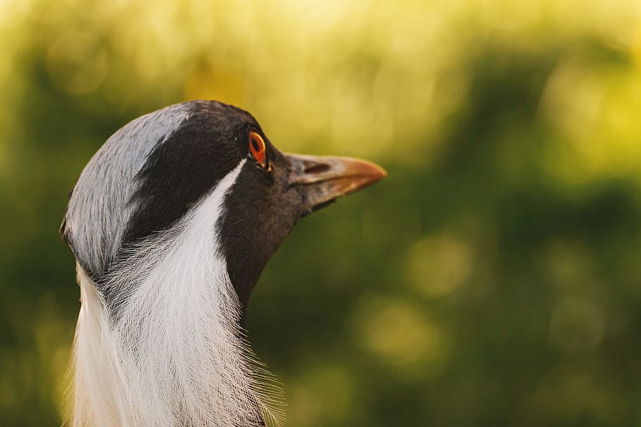 Detail head of a bird seen from behind, one animal, animal wildlife HD wallpaper