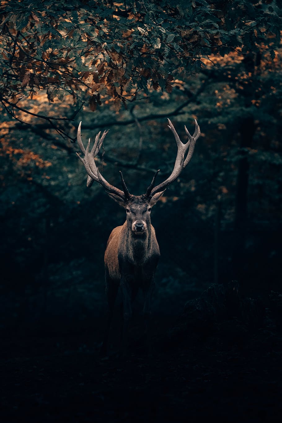 brown deer under tree, animal themes, one animal, animals in the wild HD wallpaper