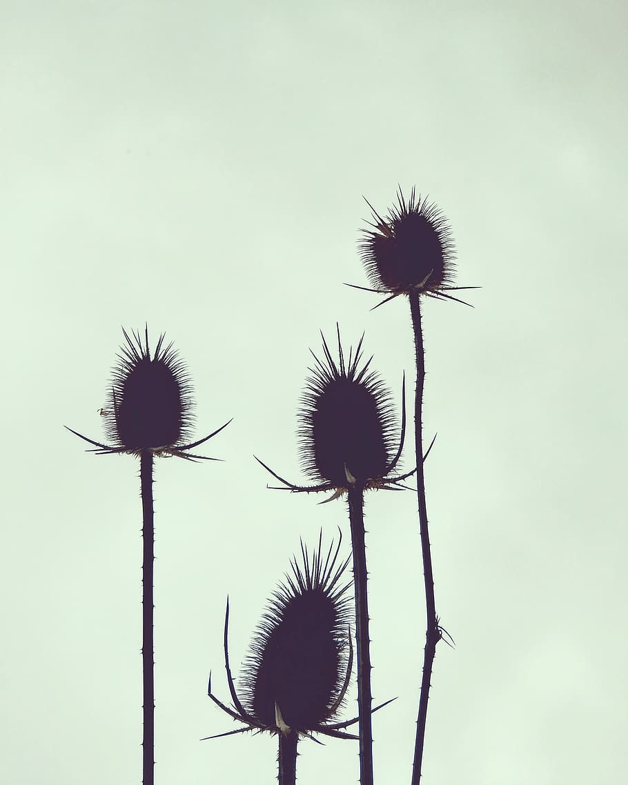 minimal, wallpaper, plant, flower, nature, sky, flowering plant HD wallpaper