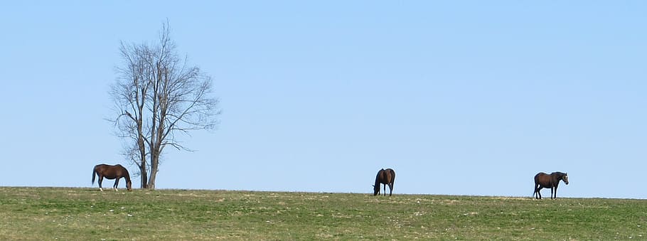 group, animal, wild, stable, horse, mammal, animal themes, animal wildlife HD wallpaper