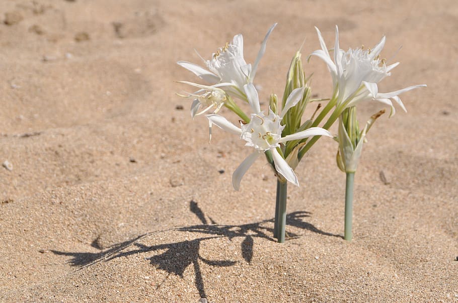 sand, flower, beach, nature, ornamental flower, shadow, lilies HD wallpaper